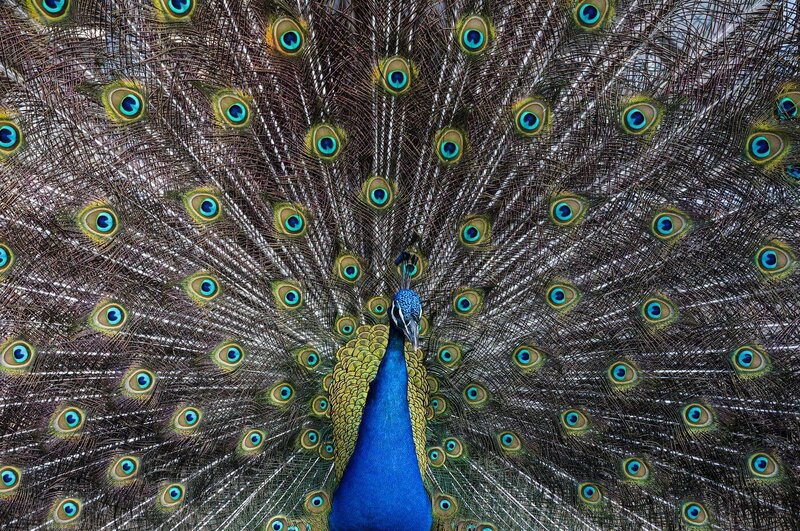Peacock Plumage