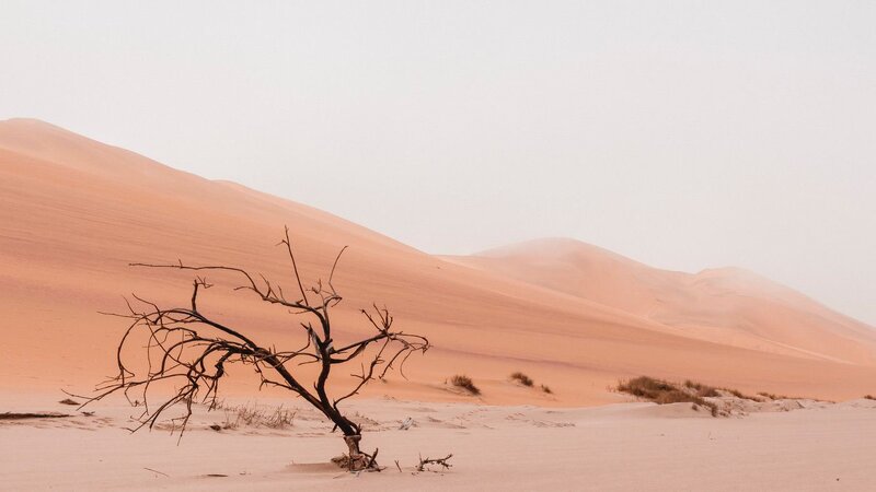 A dead tree in the desert