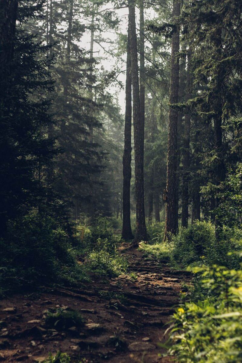 Picturesque path into the forest